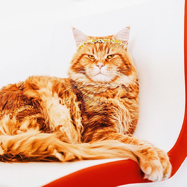 кот Котлета, рыжий кот Котлета