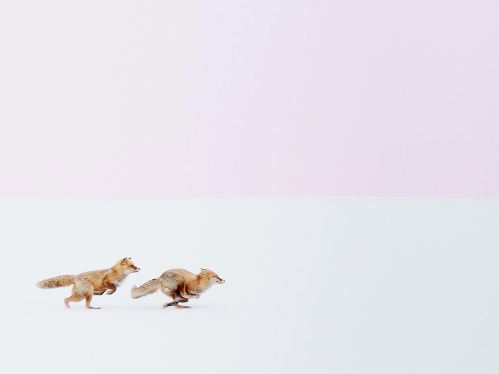 National Geographic за март 2016, лучшие фотографии National Geographic за февраль