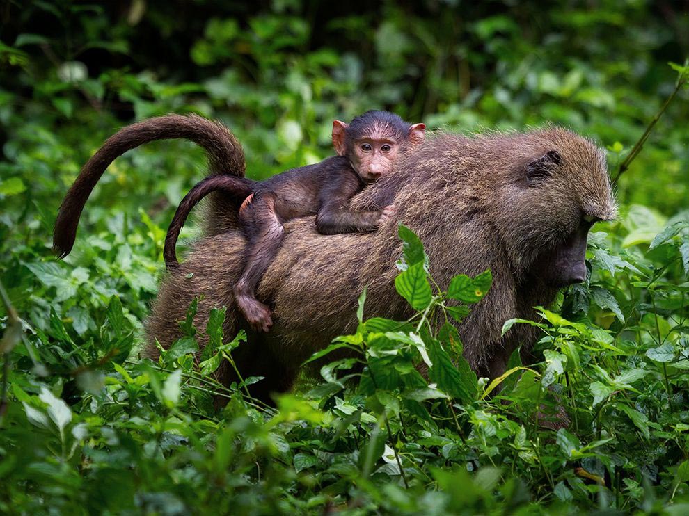 National Geographic за март 2016, лучшие фотографии National Geographic за февраль