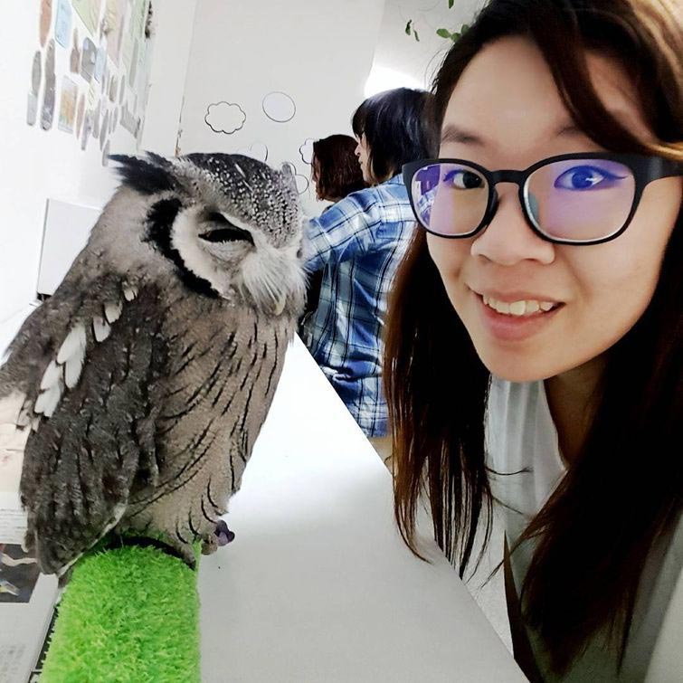 Сова катается на механической лошадке, сова на механической лошади, совиное кафе, Bibi and George