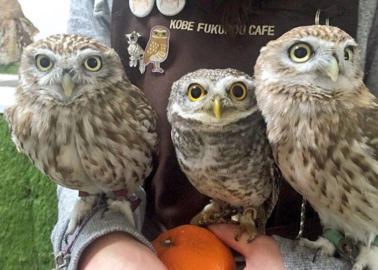 Сова катается на механической лошадке, сова на механической лошади, совиное кафе, Bibi and George