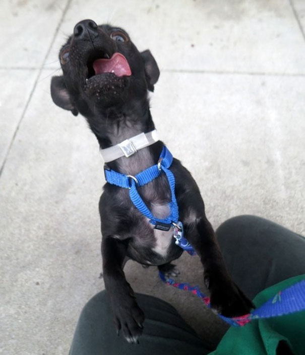 Нелепые фотографии собаки из приюта, Carpe Diem