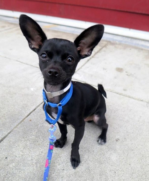 Нелепые фотографии собаки из приюта, Carpe Diem