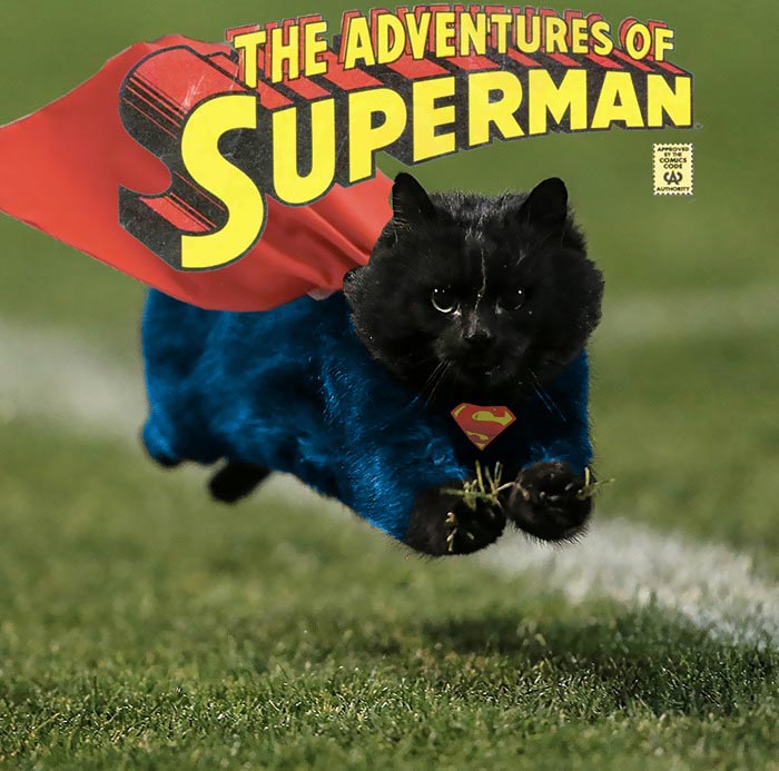 битва фотошоперов кот на поле, фотожабы кот на поле регби, Путин на коте