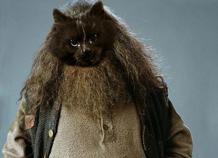 битва фотошоперов кот на поле, фотожабы кот на поле регби, Путин на коте