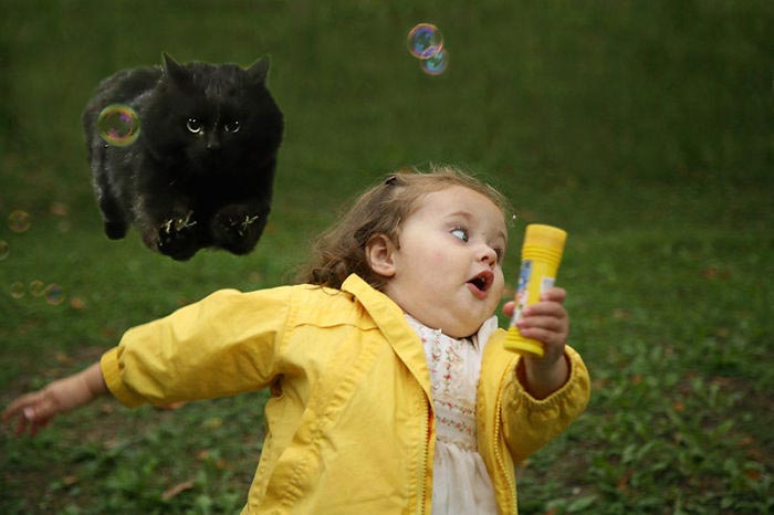 битва фотошоперов кот на поле, фотожабы кот на поле регби, Путин на коте