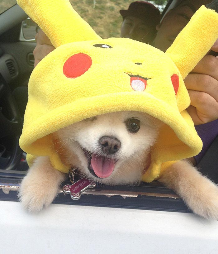 игроки pokemon go выгуливают собак