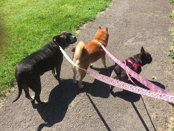 игроки pokemon go выгуливают собак