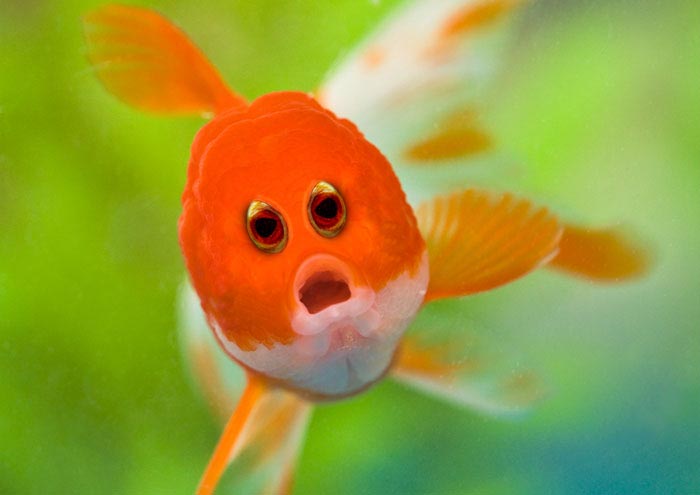 животные с глазами расположенными как у людей, животные с глазами в передней части морды