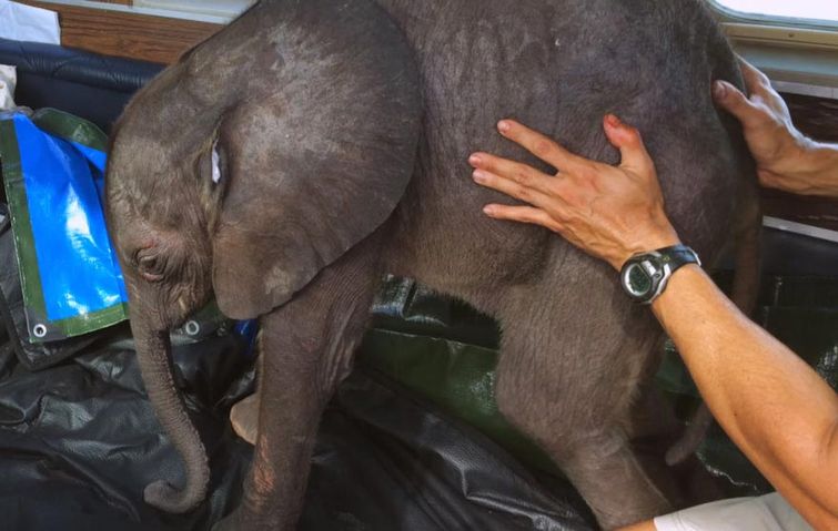 Домашний слон: спасенный от смерти слонёнок живет в доме своей спасительницы