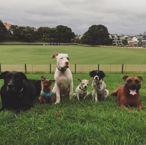 Трогательная дружба между двумя спасенными питбулями и маленькими утятами дружба питбули утята, дружба между питбулями и утятами, питбули и утята