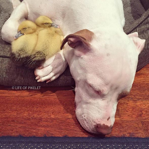 Трогательная дружба между двумя спасенными питбулями и маленькими утятами дружба питбули утята, дружба между питбулями и утятами, питбули и утята