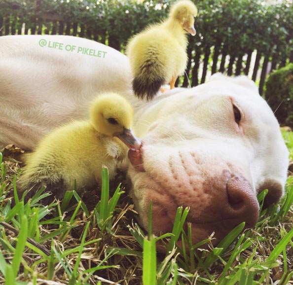 Трогательная дружба между двумя спасенными питбулями и маленькими утятами дружба питбули утята, дружба между питбулями и утятами, питбули и утята