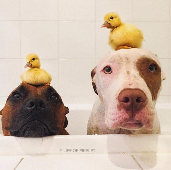 Трогательная дружба между двумя спасенными питбулями и маленькими утятами дружба питбули утята, дружба между питбулями и утятами, питбули и утята