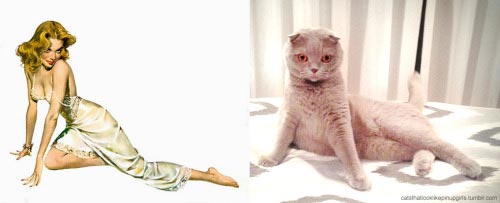 пинап плакаты и кошки, сравнение пинап с кошками, пинап и кошки в одинаковых позах