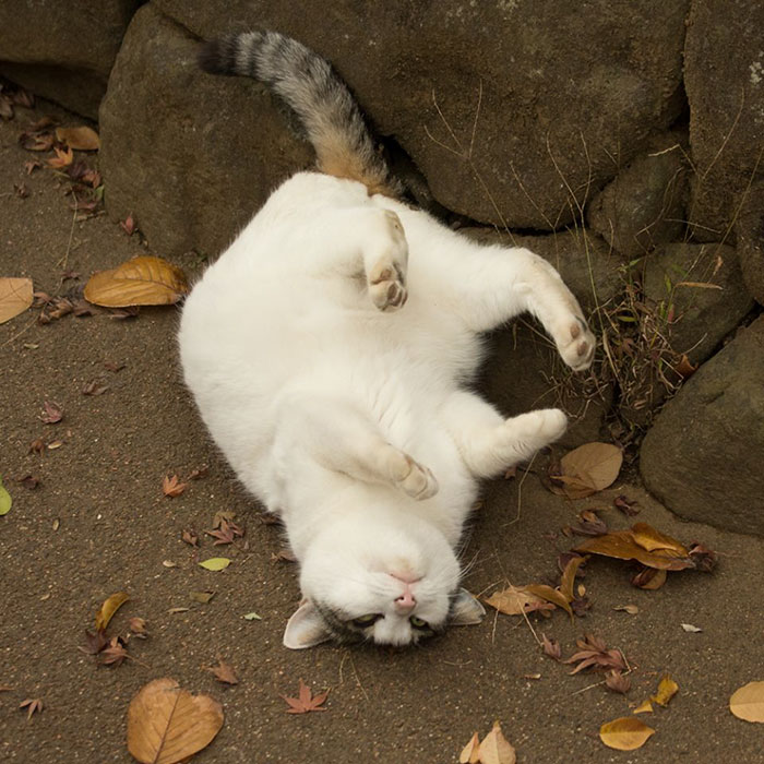 бездомныt котs на улицах Токио, японский фотограф снимает бездомных котов, Масаюки Оки