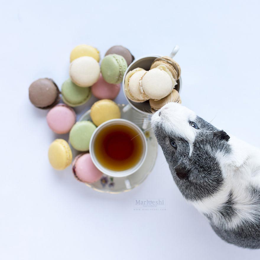 милая морская свинка , морская свинка Мипс, фотогеничная морская свинка