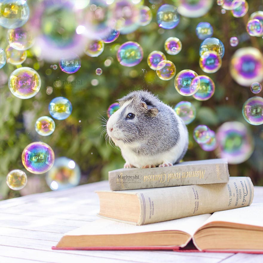 милая морская свинка , морская свинка Мипс, фотогеничная морская свинка