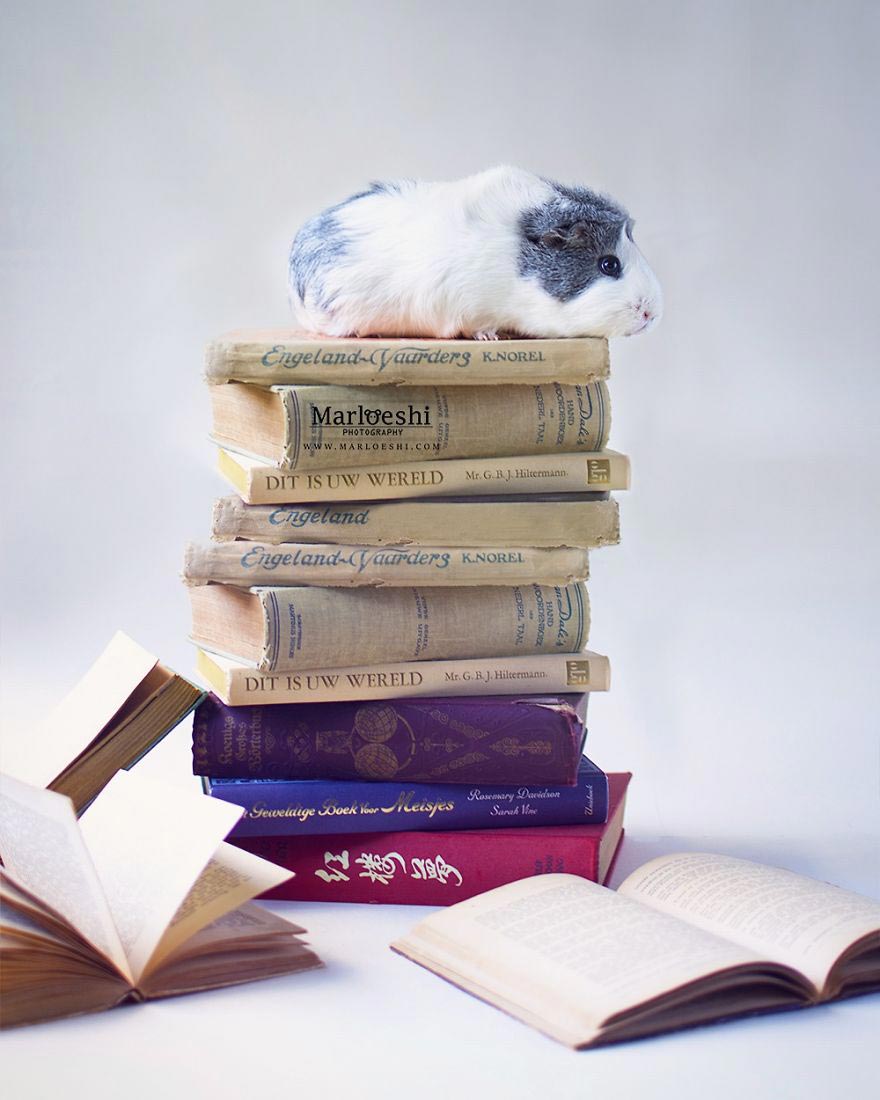 милая морская свинка , морская свинка Мипс, фотогеничная морская свинка