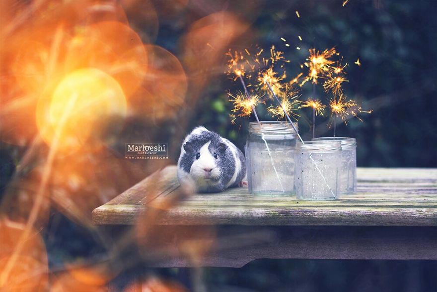 милая морская свинка , морская свинка Мипс, фотогеничная морская свинка