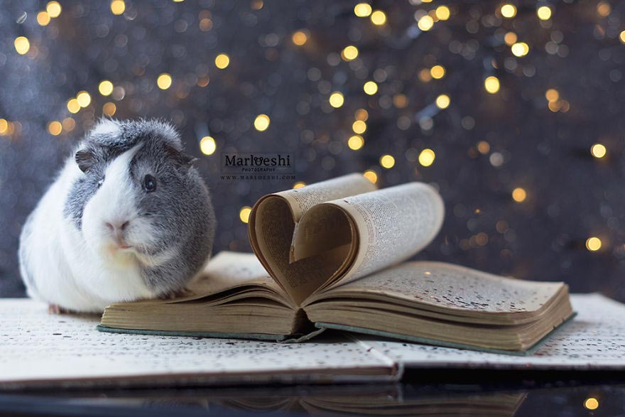 милая морская свинка , морская свинка Мипс, фотогеничная морская свинка