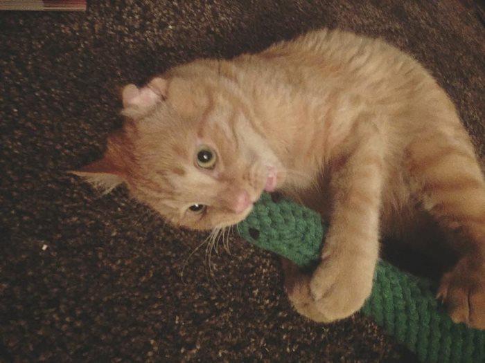  самый грустный кот в интернете, кот Бенбен