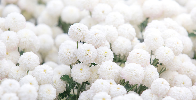 что не принято дарить в разных странах, нельзя дарить