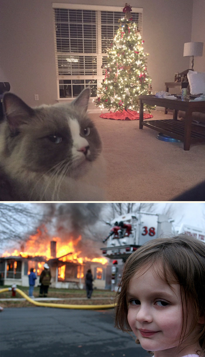 животные ненавидят Рождество, коты и собаки которые ненавидят рождество