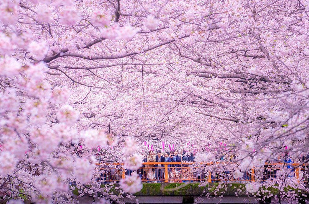 Розовое озеро, озеро парка Инокасира, Данило Данго, Danilo Dungo, озеро опавшие лепестки вишни