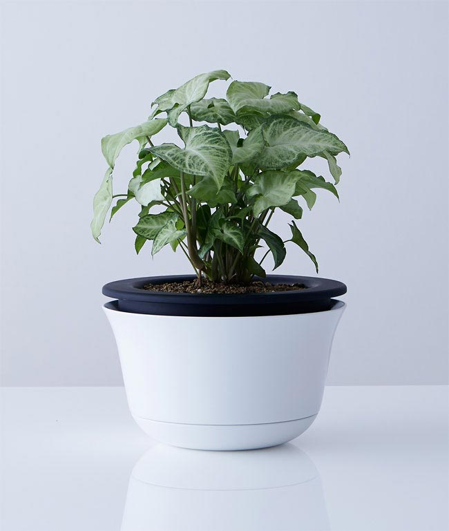 цветочные горкши от землетрясения, лампы от землетрясения, горшки и  лампы спасти от землетрясения