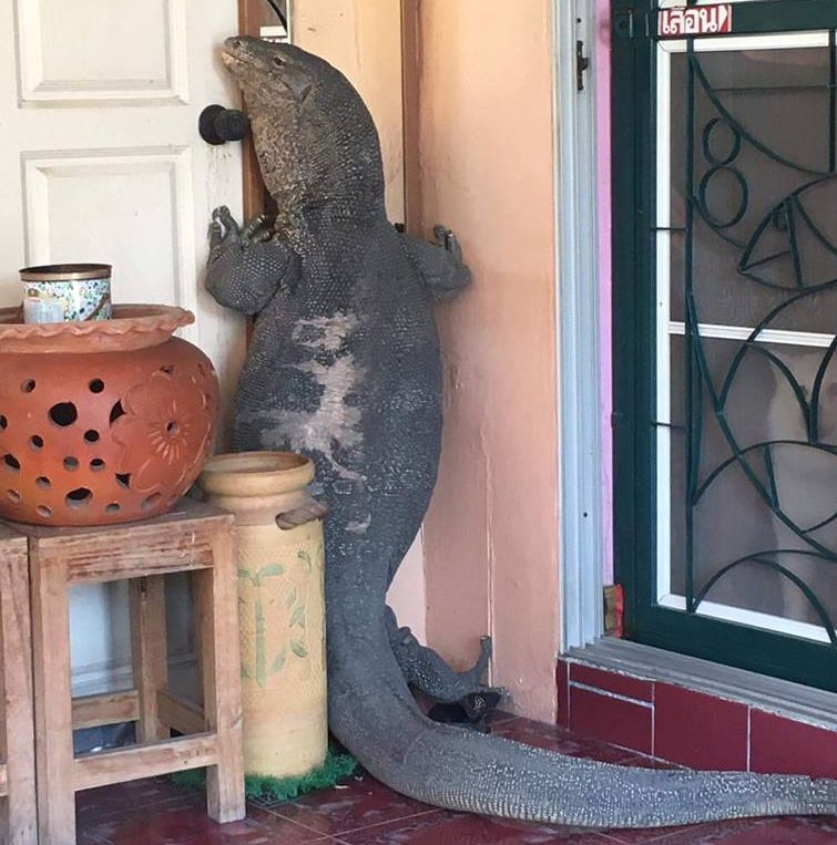 огромный варан возле двери, обнаружил огромного варана возле дома