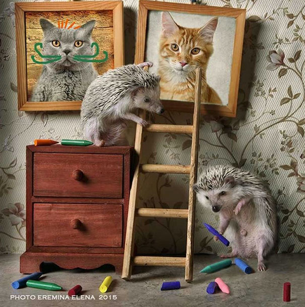 Тайная жизнь ежей, фотограф Елена Ерёмина