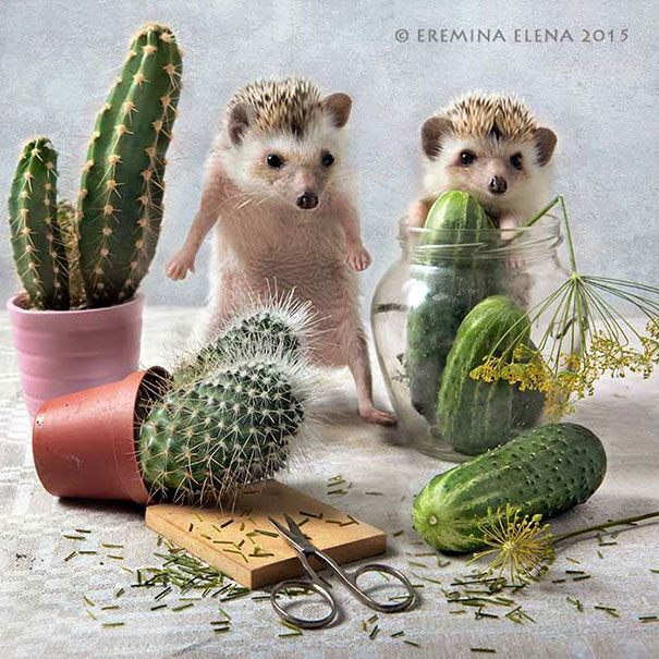 Тайная жизнь ежей, фотограф Елена Ерёмина