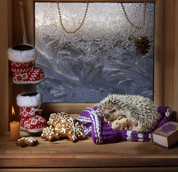 Тайная жизнь ежей, фотограф Елена Ерёмина