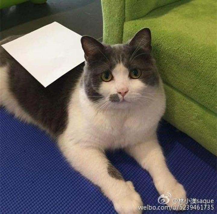 Талия листы А4, тренд талии листы А4, тренд китайские женщины талии А4, A4 waist challenge