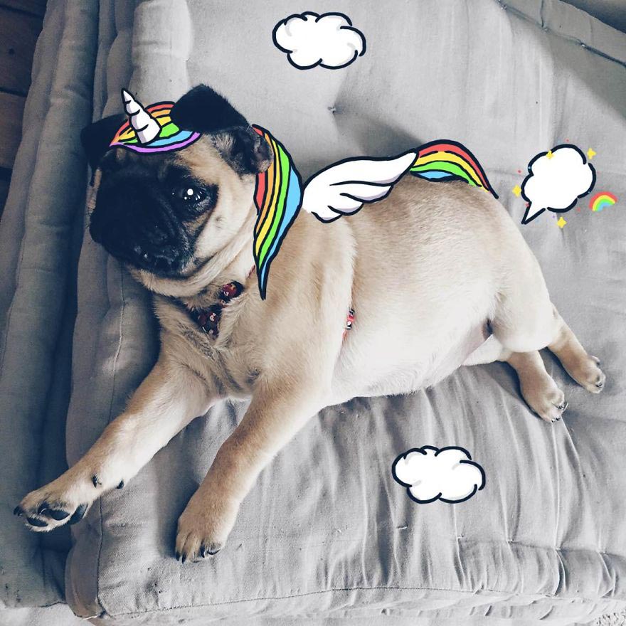  Мистер Джордж, Mr. Georges, мопс Мистер Джордж, мопс дудлы, смешной мопс