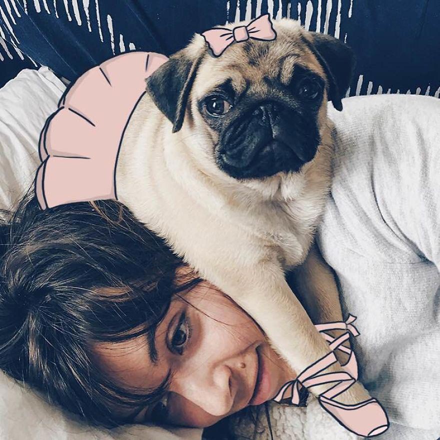  Мистер Джордж, Mr. Georges, мопс Мистер Джордж, мопс дудлы, смешной мопс