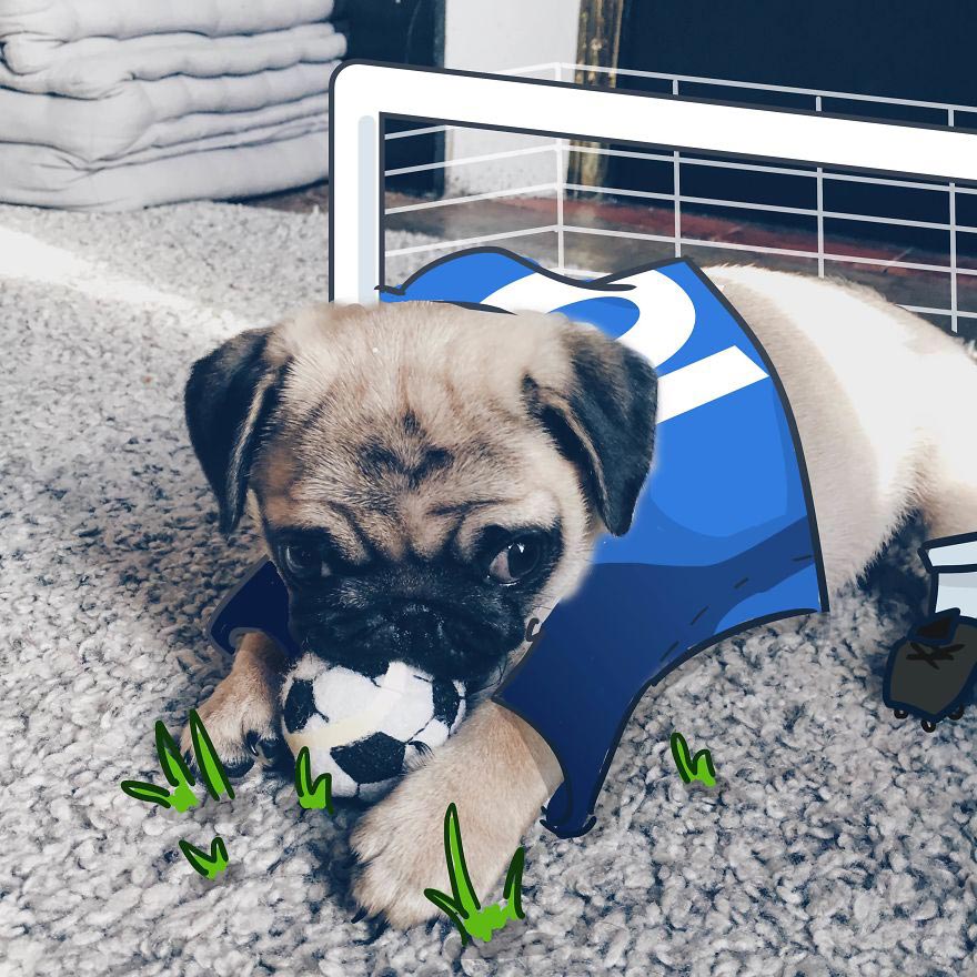  Мистер Джордж, Mr. Georges, мопс Мистер Джордж, мопс дудлы, смешной мопс