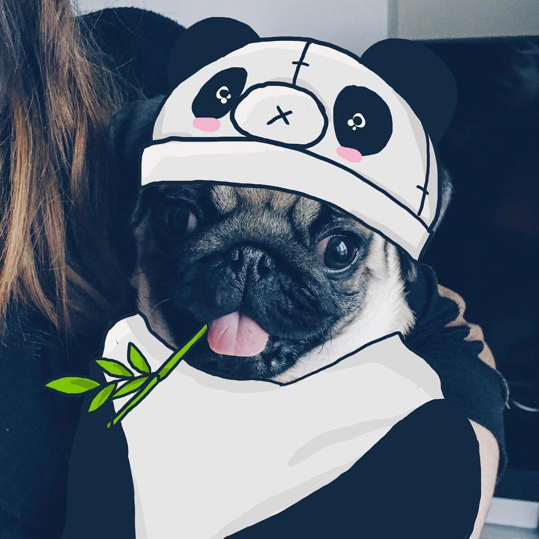  Мистер Джордж, Mr. Georges, мопс Мистер Джордж, мопс дудлы, смешной мопс