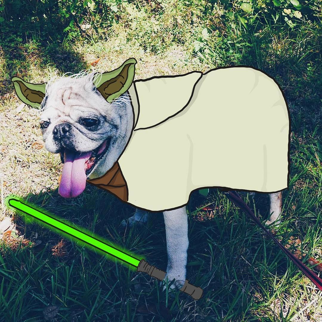  Мистер Джордж, Mr. Georges, мопс Мистер Джордж, мопс дудлы, смешной мопс