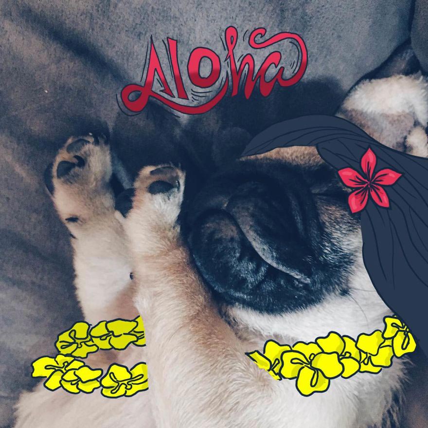  Мистер Джордж, Mr. Georges, мопс Мистер Джордж, мопс дудлы, смешной мопс