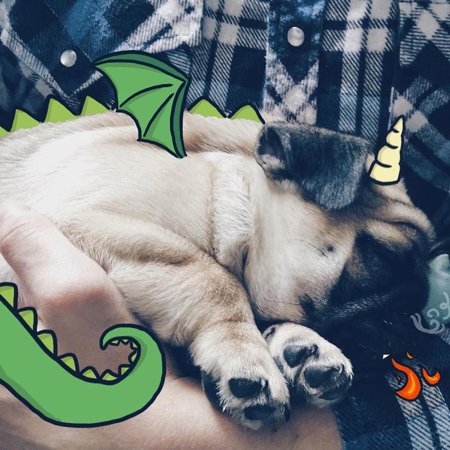  Мистер Джордж, Mr. Georges, мопс Мистер Джордж, мопс дудлы, смешной мопс