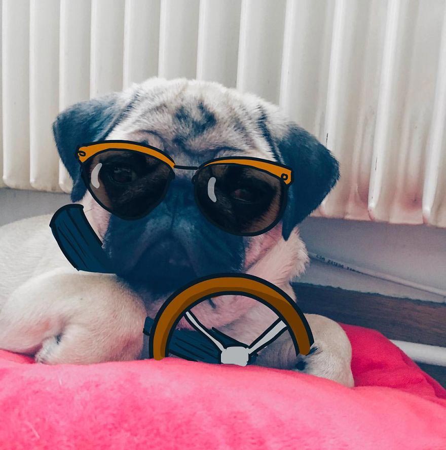  Мистер Джордж, Mr. Georges, мопс Мистер Джордж, мопс дудлы, смешной мопс