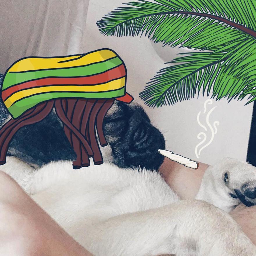  Мистер Джордж, Mr. Georges, мопс Мистер Джордж, мопс дудлы, смешной мопс