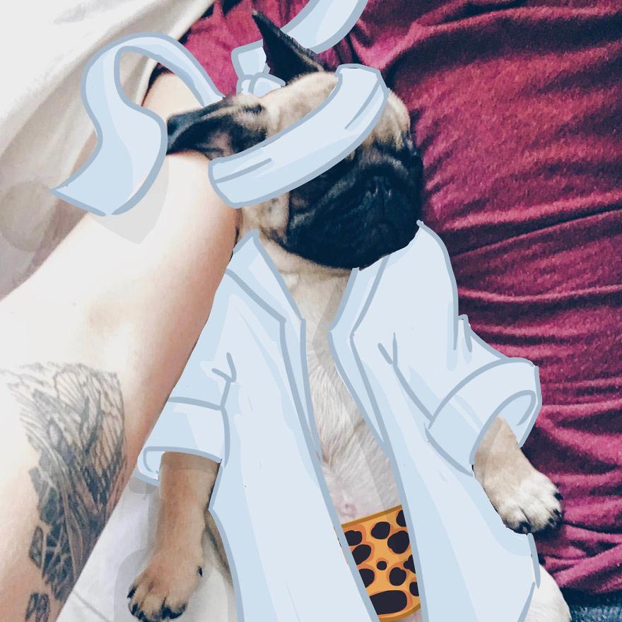  Мистер Джордж, Mr. Georges, мопс Мистер Джордж, мопс дудлы, смешной мопс