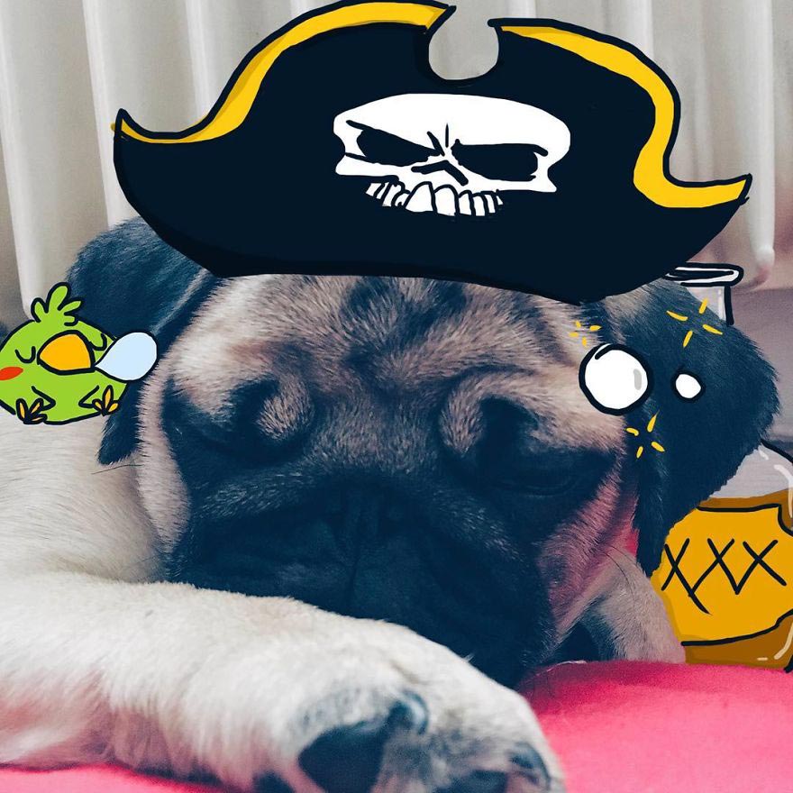  Мистер Джордж, Mr. Georges, мопс Мистер Джордж, мопс дудлы, смешной мопс