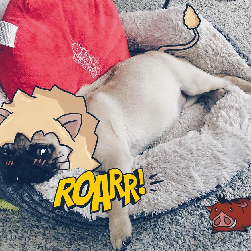  Мистер Джордж, Mr. Georges, мопс Мистер Джордж, мопс дудлы, смешной мопс