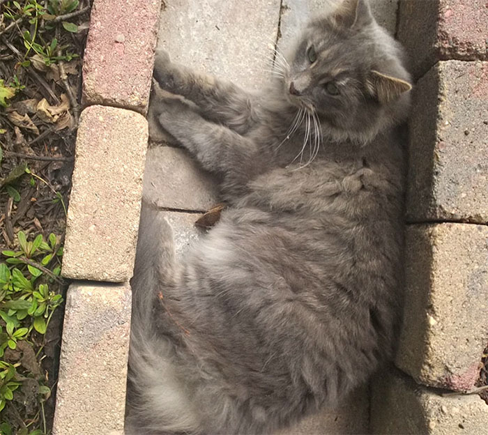 Кошка и бурундук стали лучшими друзьями, дружба кошки и бурундука