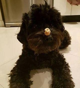 башенки из овсяных колечек на детях, Cheerio challenge, черио челлендж