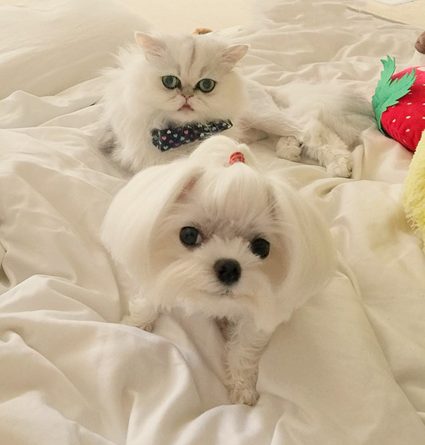 20 животных, которые могли бы быть братьями, если бы не относились к разным видам животные разного вида с одинаковой расцветкой, животные братья